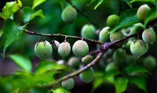 结石怎么治疗最好 肾结石怎样治最好