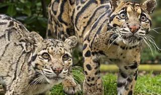 人类灭绝过多少动物