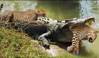 被老虎咬伤的女孩她唱一首歌很好听那是什么歌 被老虎咬的女人照片