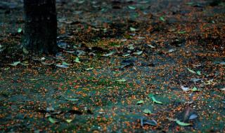 生命如花岁月如歌意思 生命如花岁月如歌