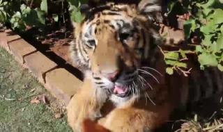 虎落平阳被犬欺的整首诗是什么 虎落平阳被犬欺全文