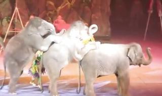 数码马戏团什么时候出的 马戏团马戏表演公司