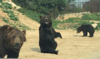 北京动物园门票订票攻略 北京动物园门票价格